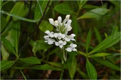 Habenaria roxburghii